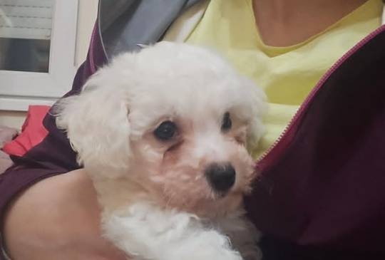 Kovrdžavi bišon (Bichon frise), štenci image 3