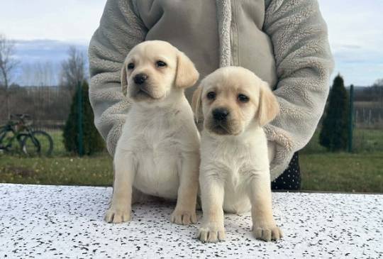 Labrador retriver image 4