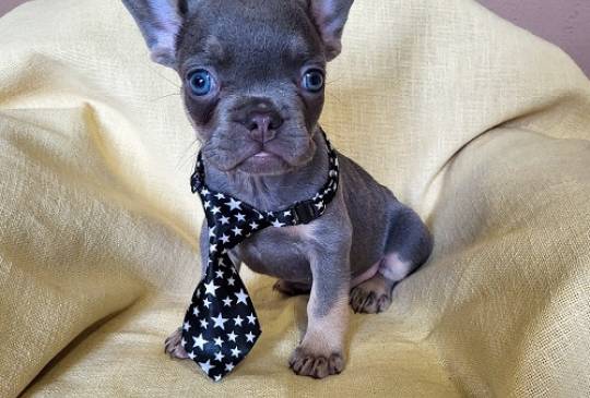 Francuski Bulldog štenci exotik boja image 4