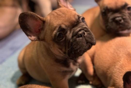 Francuski buldog "Od kuce don" image 4