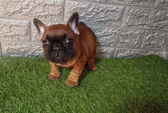 Francuski buldog image 4