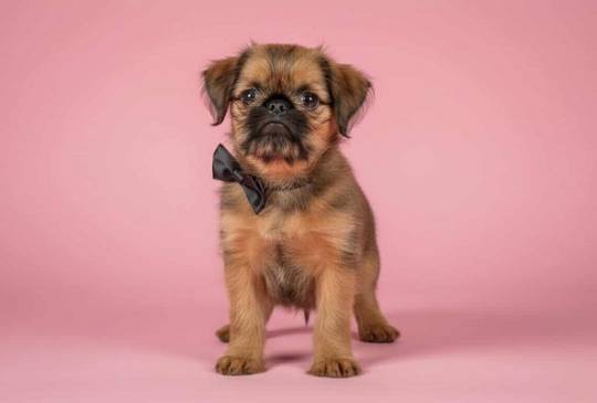 Briselski Grifon – vrhunsko muško štene image 4