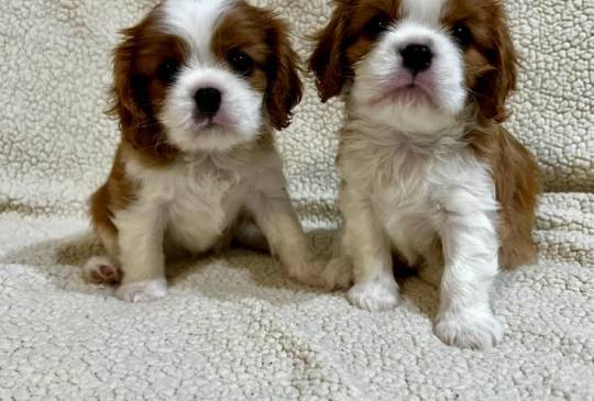 Kavalijer španijel kralja Čarlsa image 4