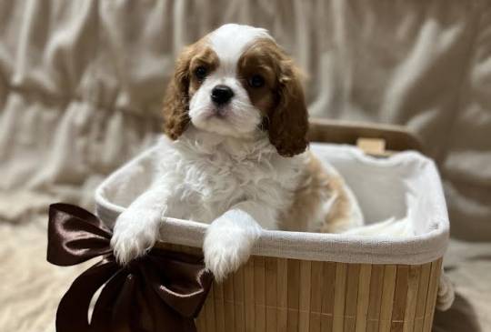 Kavalijer španijel kralja Čarlsa image 4