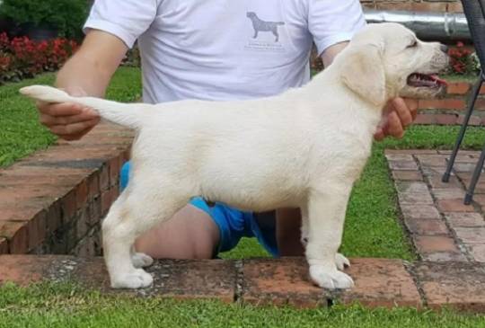 LABRADOR stenci image 4