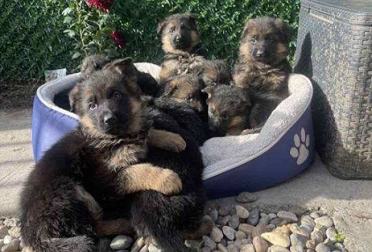 Nemački ovčar image 4