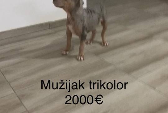 Pit bull terijer image 4