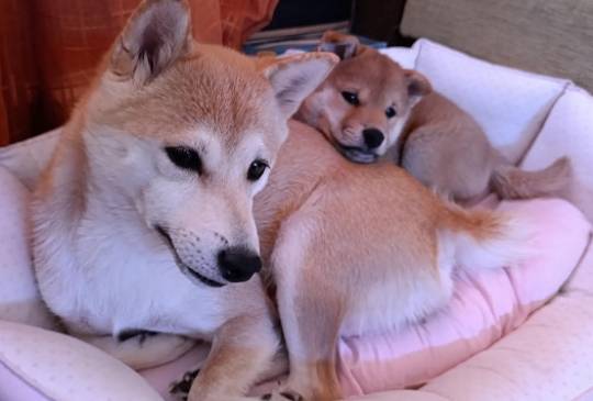 Šiba Inu štenci image 4