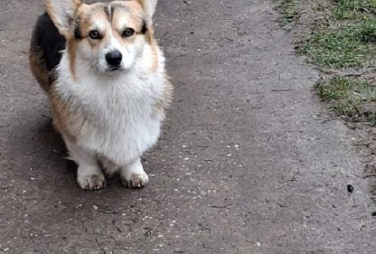 Velški Korgi, star 18 meseci image 4