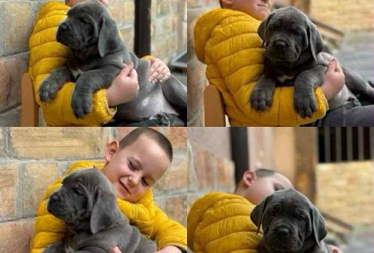 Štenci Cane Corso image 4