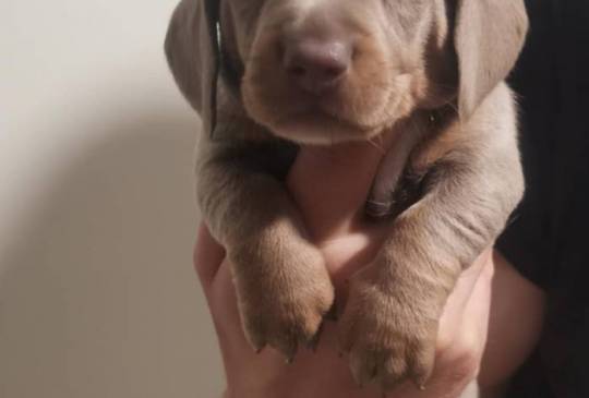 Štenci jazavičara image 2