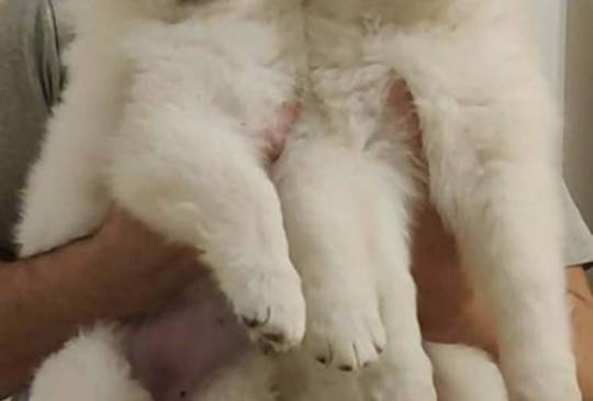 Beli švajcarski ovčar štenci image 3