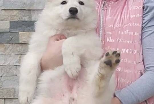 Beli švajcarski ovčar štenci image 4