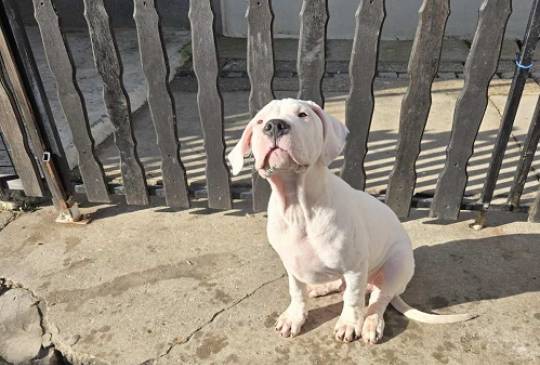 Dogo Argentino, štene image 4