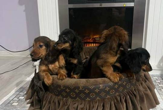 Dugodlaki patuljasti jazavičari štenci image 2