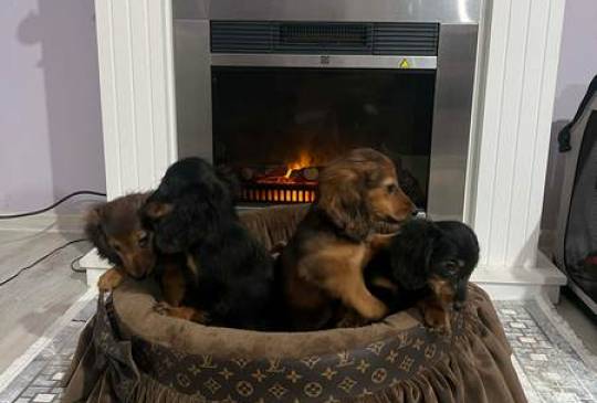 Dugodlaki patuljasti jazavičari štenci image 3