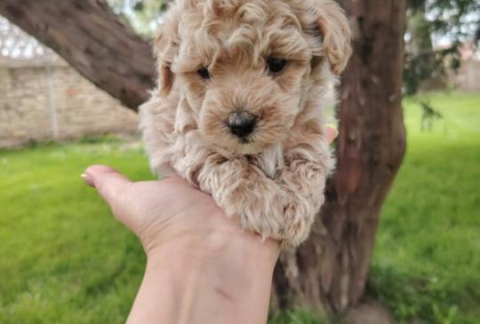 Maltipoo štenci image 2