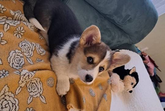 Velški Korgi Pembrok trikolor image 5