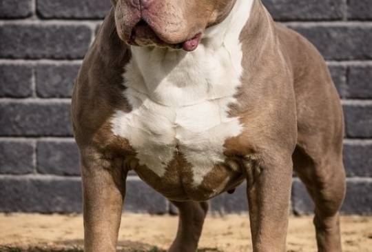 American bully XL / XXL image 5