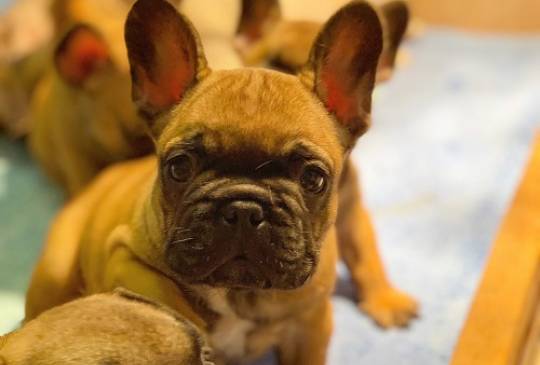 Francuski buldog "Od kuce don" image 5