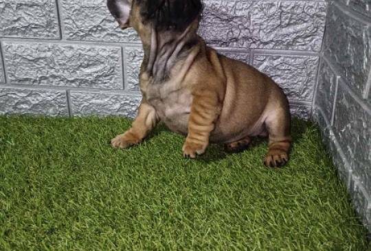 Francuski buldog image 5