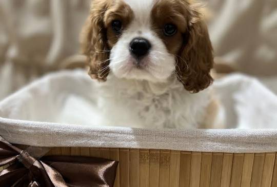 Kavalijer španijel kralja Čarlsa image 5