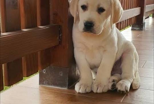 LABRADOR stenci image 5