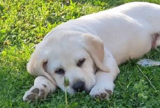 LABRADOR retriver, štenci šampionskog po image 5