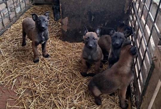 Belgijski ovčar Malinoa image 5