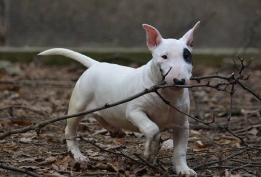 Mini bull terijer image 5