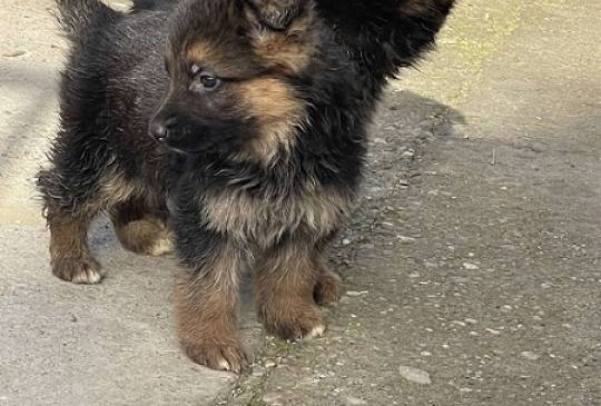 Nemački ovčar image 5