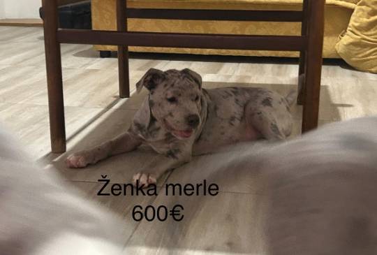 Pit bull terijer image 5