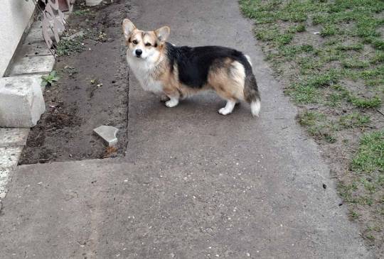 Velški Korgi, star 18 meseci image 5