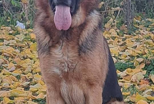 nemacki ovcar slobodan za parenje image 1