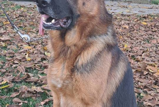 nemacki ovcar slobodan za parenje image 2