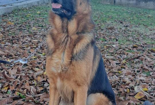 nemacki ovcar slobodan za parenje image 3