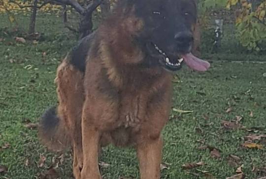 nemacki ovcar slobodan za parenje image 4