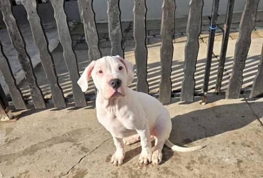 Dogo Argentino, štene image 5