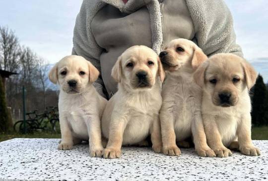 Labrador retriver image 6