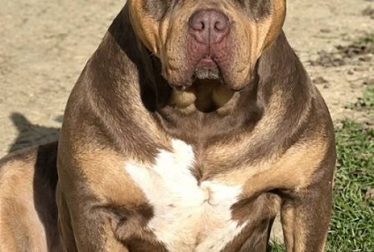American bully XL / XXL image 6