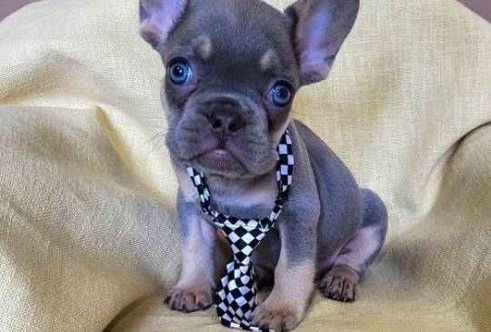 Francuski Bulldog štenci exotik boja image 6