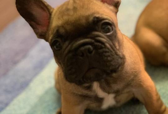 Francuski buldog "Od kuce don" image 6