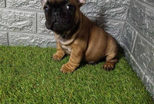 Francuski buldog image 6