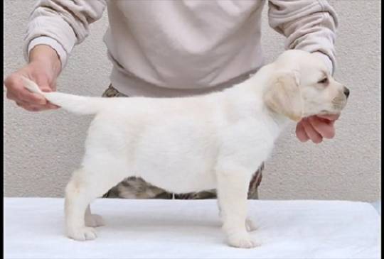 LABRADOR stenci image 6