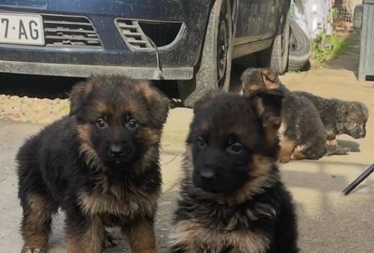 Nemački ovčar image 6