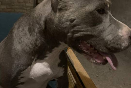 Pit bull terijer image 6