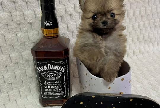 Pomeranac, prelepi štenci image 6