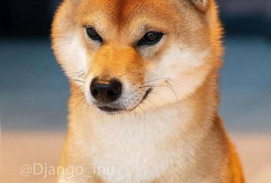 Šiba Inu štenci image 6