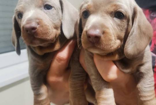 Štenci jazavičara image 4