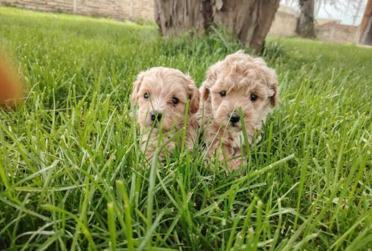 Maltipoo štenci image 3